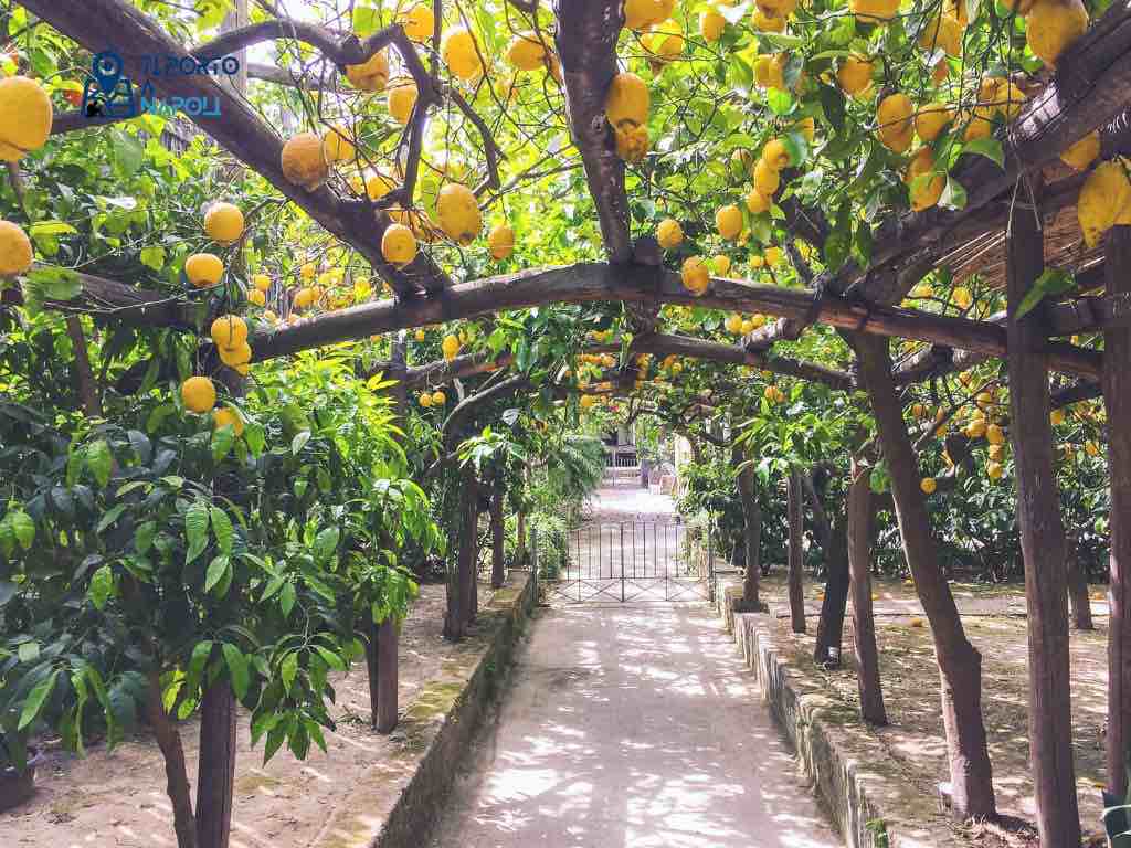 Sorrento Agruminato